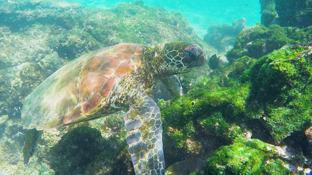 Turtle in the Galápagos Islands